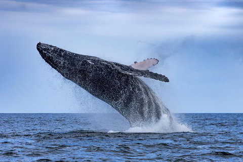 Adventure Whale Watching Tour Mooloolaba - Tourism Adelaide 2