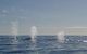 Adventure Whale Watching Tour Mooloolaba - thumb 3