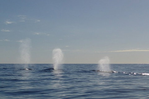 Adventure Whale Watching Tour Mooloolaba - Tourism Adelaide 3