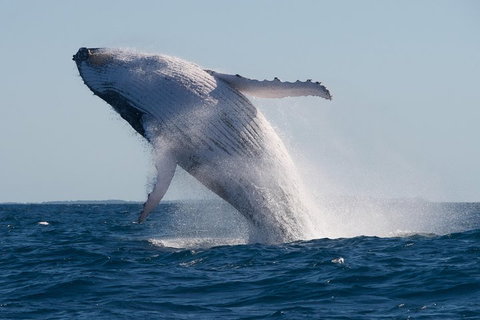 Adventure Whale Watching Tour Mooloolaba - Tourism Adelaide 5