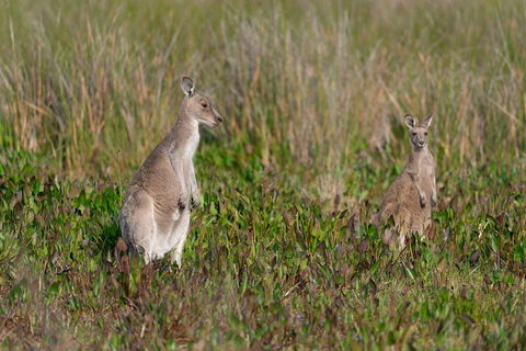 Wilsons Promontory Private 1 Day Tour - Tourism Adelaide 0