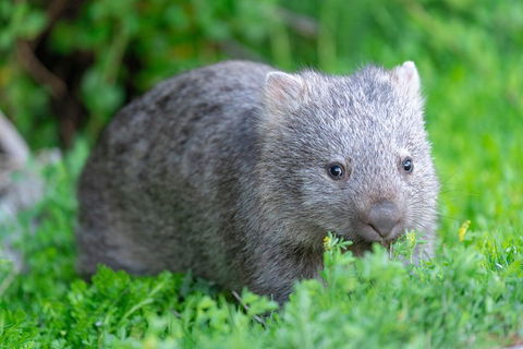 Wilsons Promontory Private 1 Day Tour - Tourism Adelaide 3