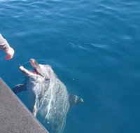 Noosa Wild Dolphin Safari - Tourism Adelaide