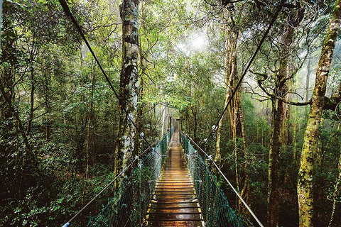 O'Reilly's & Lamington National Park From Gold Coast - Tourism Adelaide 0