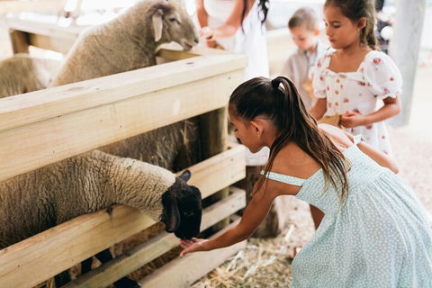 Tropical Fruit World Farm Full Tour - Tourism Adelaide 1