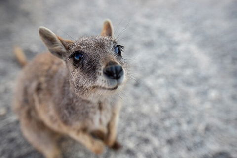 Chillagoe Caves And Outback Day Trip From Cairns - Tourism Adelaide 2