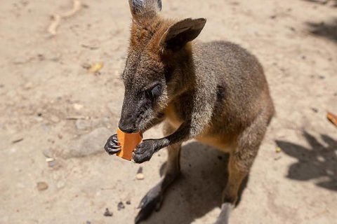 Chillagoe Caves And Outback Day Trip From Cairns - Tourism Adelaide 5