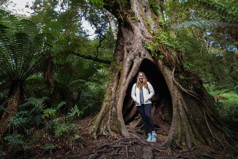 Great Ocean Road Small-Group Ecotour From Melbourne - Tourism Adelaide 4