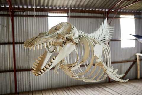 Albany's Whale Story - Tourism Adelaide 3