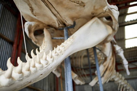 Albany's Whale Story - Tourism Adelaide 5