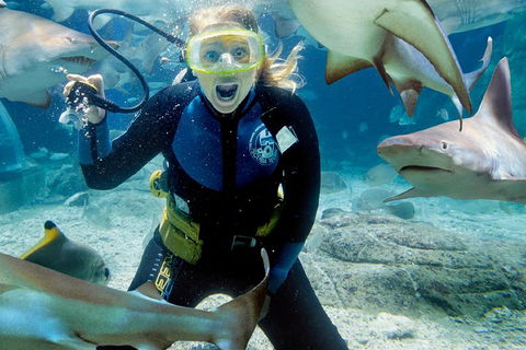 Shark Dive Experience At SEA LIFE Melbourne Aquarium - Tourism Adelaide 0