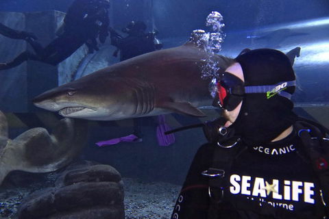 Shark Dive Experience At SEA LIFE Melbourne Aquarium - Tourism Adelaide 2