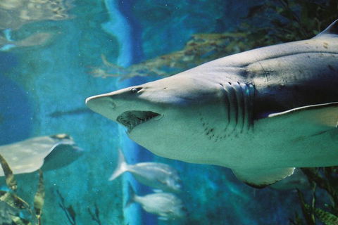 Shark Dive Experience At SEA LIFE Melbourne Aquarium - Tourism Adelaide 4