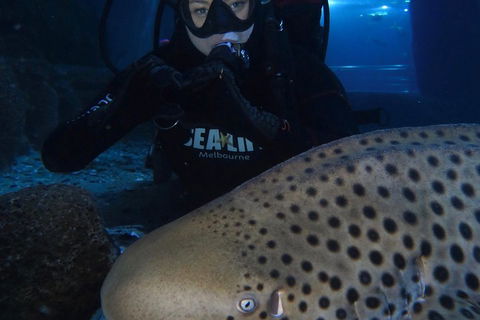Shark Dive Experience At SEA LIFE Melbourne Aquarium - Tourism Adelaide 5