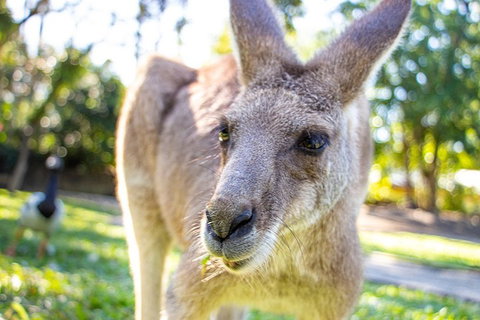 Virtual Interactive Australian Wildlife Tour With Private Guide-Wildlife Habitat - Tourism Adelaide 2