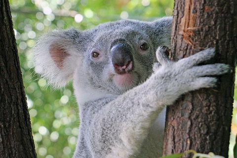 Virtual Interactive Australian Wildlife Tour With Private Guide-Wildlife Habitat - Tourism Adelaide 3