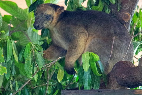 Virtual Interactive Australian Wildlife Tour With Private Guide-Wildlife Habitat - Tourism Adelaide 4