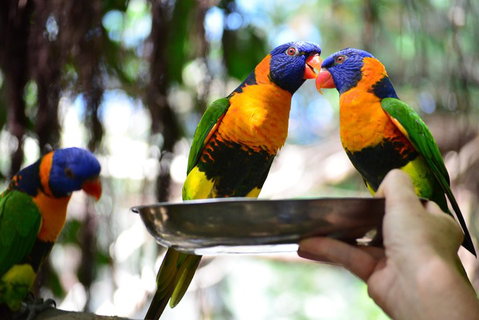 Wildlife Habitat Port Douglas - Tourism Adelaide 0