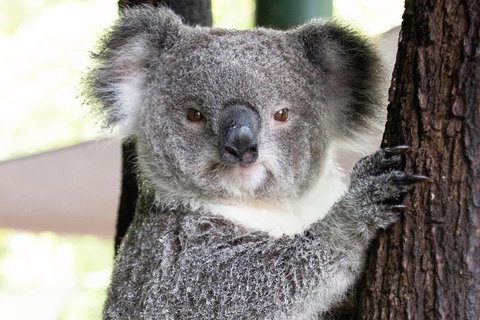 Wildlife Habitat Port Douglas - Tourism Adelaide 1