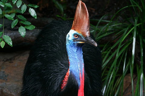 Wildlife Habitat Port Douglas - Tourism Adelaide 3