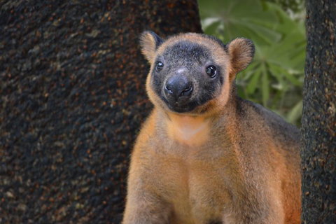 Wildlife Habitat Port Douglas - Tourism Adelaide 5
