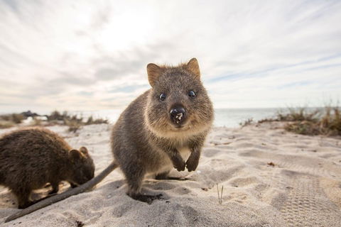 Rottnest Bayseeker Bus Tour From Hillarys Boat Harbour - Tourism Adelaide 1