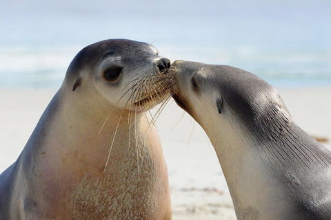 2 Day Ultimate Kangaroo Island With Return Ferry - Tourism Adelaide 2