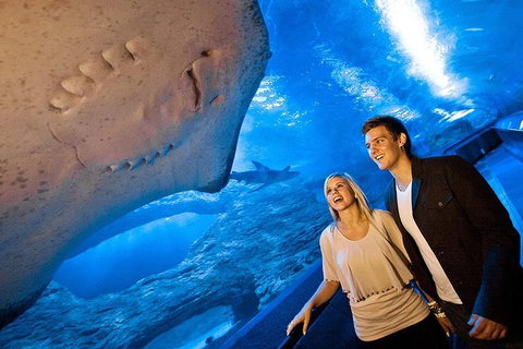 Dive With Sharks At AQWA - Tourism Adelaide 0