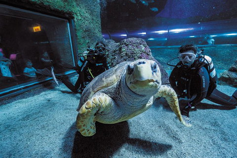 Dive With Sharks At AQWA - Tourism Adelaide 2