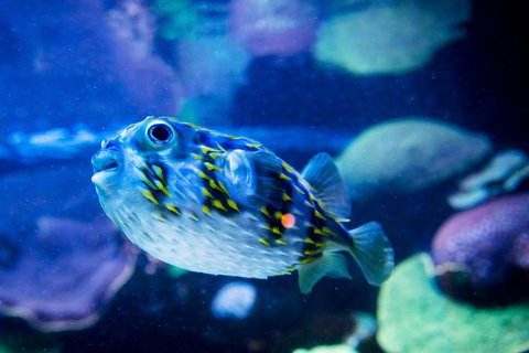 Dive With Sharks At AQWA - Tourism Adelaide 4