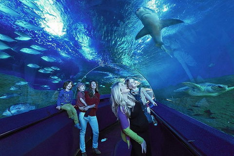 Dive With Sharks At AQWA - Tourism Adelaide 5