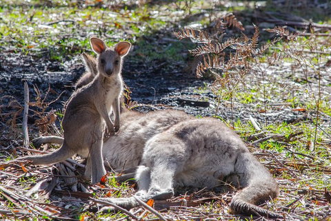 Adelaide To Melbourne 3-Day Trip Through Grampians And Great Ocean Road - Tourism Adelaide 5