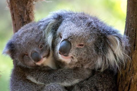 Healesville Sanctuary General Entry Ticket - Tourism Adelaide 0