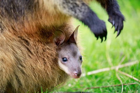 Healesville Sanctuary General Entry Ticket - Tourism Adelaide 2