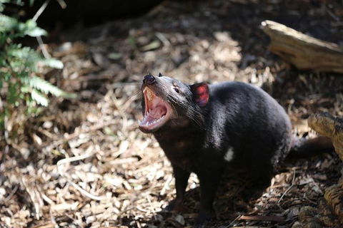 Healesville Sanctuary General Entry Ticket - Tourism Adelaide 3