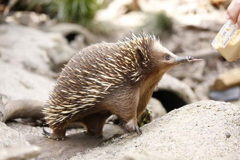 Healesville Sanctuary General Entry Ticket - Tourism Adelaide 4