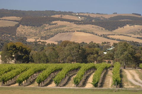 McLaren Vale And Glenelg Wine Tasting And Sightseeing (Half-day Afternoon) - Tourism Adelaide 2
