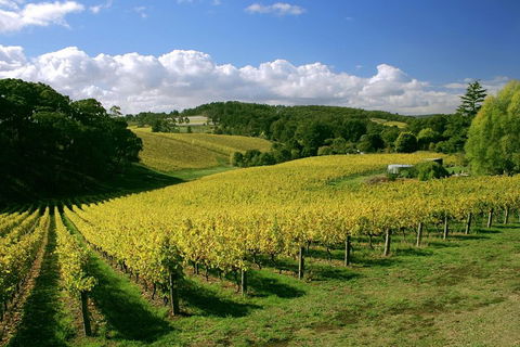 McLaren Vale And Glenelg Wine Tasting And Sightseeing (Half-day Afternoon) - Tourism Adelaide 4