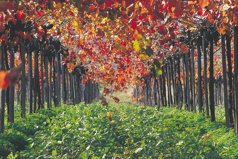 Margaret River Private Tour - Tourism Adelaide 0
