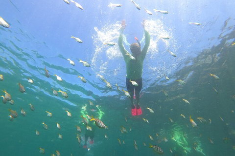 Manly Snorkel Trip And Nature Walk With Local Guide - Tourism Adelaide 0