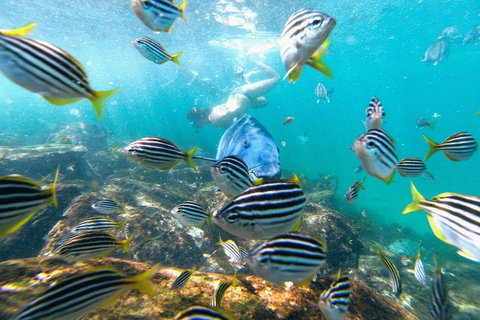 Manly Snorkel Trip And Nature Walk With Local Guide - Tourism Adelaide 2