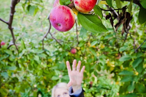 Perth Hills - Wildlife, Art & Gastronomy - Tourism Adelaide 1