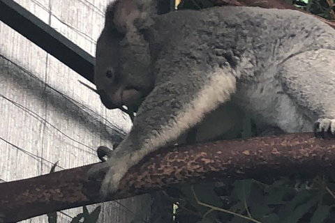 Perth Hills - Wildlife, Art & Gastronomy - Tourism Adelaide 3