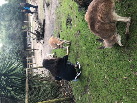 Perth Hills - Wildlife, Art & Gastronomy - Tourism Adelaide 4