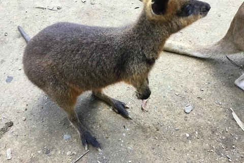 Cairns City Tour - Tourism Adelaide 2