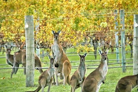 Margaret River Indulge And Discover Day Tour - Tourism Adelaide 0
