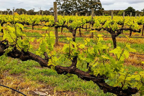 Margaret River Indulge And Discover Day Tour - Tourism Adelaide 5
