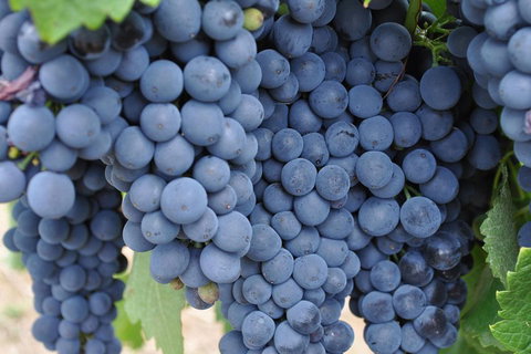 Adelaide Hills Day Tour. Winery Cellar Doors - Tourism Adelaide 3