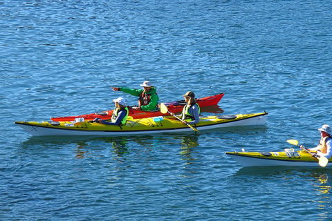 Half-Day Sydney Middle Harbour Guided Kayaking Eco Tour - Tourism Adelaide 0