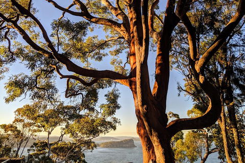 Manly & Sydney's Northern Beaches With 'Personalised Sydney Tours' - Tourism Adelaide 4